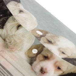 UNLAND "Puppies" düğmeli zarf klasörü, A4, 160 mikron, 100 yaprağa kadar, renkli baskı