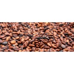 Cocoa beans