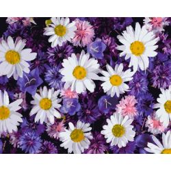 Опт-картина / Pintura por números 40x50 Alfombra de flores