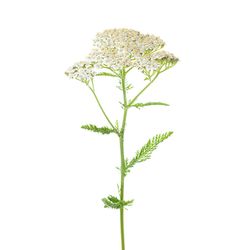 Oil of yarrow