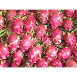 Dragon Fruit