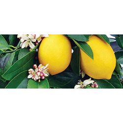 Lemon essential oil