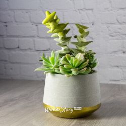 Kaemingk / Artificial potted plant Echeveria Lilicina 22 cm
