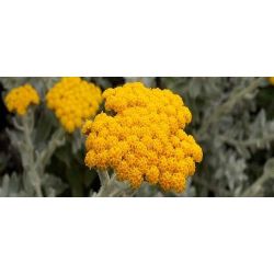 Tansy Hydrosol Helichrisum