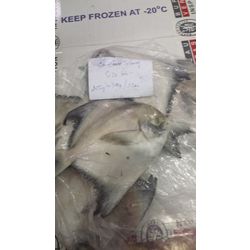 Black Pomfret and Silver Pomfret