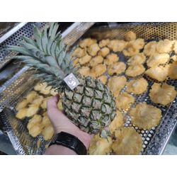DRIED PINEAPPLE from MANUFACTURER'S FACTORY