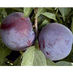 Plums Black Splendor