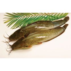 Common catfish