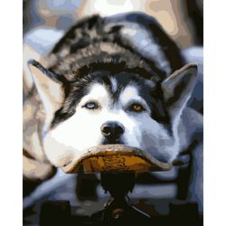 Опт-картина / Painting by numbers 40x50 Husky on a skateboard