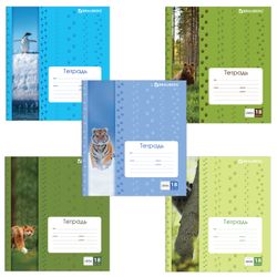 BRAUBERG / Notebook 18 y., Cage, cardboard cover, FOLLOWS / 20 pcs.