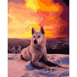 Опт-картина / Tranh theo số 40x50 White Husky