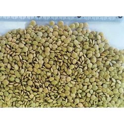 Green lentils GOST 7066-77