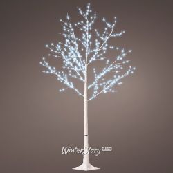 Kaemingk / LED 树白桦树 180 厘米，600 个冷白微型 LED 灯，IP44
