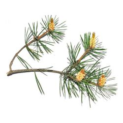 Pine oil