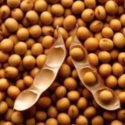 EXPRESS® SOYBEAN MEAL