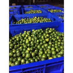 CALAMANSI FRUIT