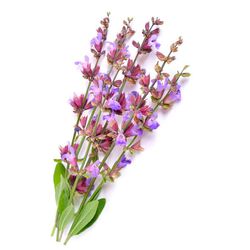 Clary sage flower water
