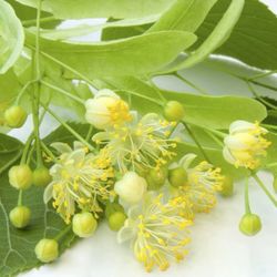 Hydrolat linden