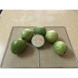 DRIED GUAVA FROM THE PRODUCER FACTORY