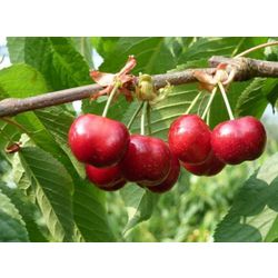Cherry Earley Lori