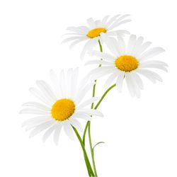 Oil German chamomile