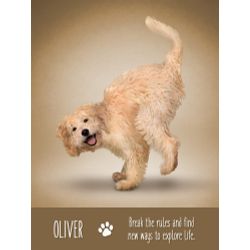 GamesDealer / Tarotkarten: "Yoga Dogs Deck & Book Set"