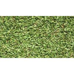 Dill seeds