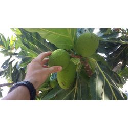 DRIED JACKFRUIT FROM THE MANUFACTURER