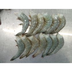 Vannamei Shrimp (Penaeus vannamei)