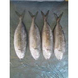 Horse mackerel scad