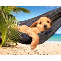 Опт-картина / Painting by numbers 40x50 Puppy in a hammock