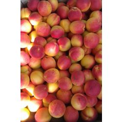 Apricots harvest 2019