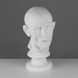 Мастерская Экорше / Plaster figure "Ekorshe head according to Houdon"