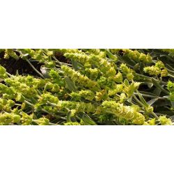 The essential oil of Greek mountain tea