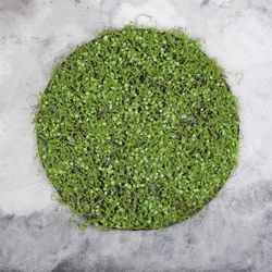 Greengo / Decorative panel, d = 50 cm