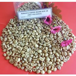 COFFEE BEANS ROBUSTA SCR 16 - HIGH QUALITY