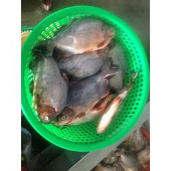 Black Pomfret and Silver Pomfret