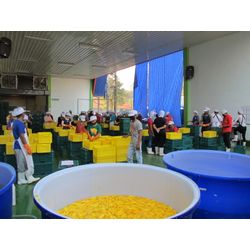 DRIED MANGOES MADE IN VIETNAM (BULK)