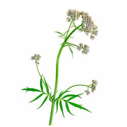 Floral water of Valerian
