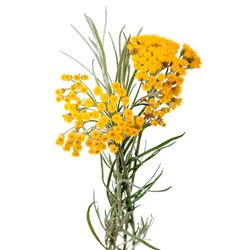 Floral water of the immortelle