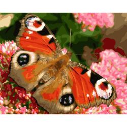 Опт-картина / Pintura por números 40x50 Mariposa