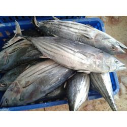 Fresh frozen fish Tuna