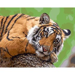 Опт-картина / Painting by numbers 40x50 Tired tiger