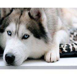 Опт-картина / Painting by numbers 40x50 Husky