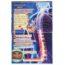 Умка / Umka / Encyclopedia "1000 facts about the human body"