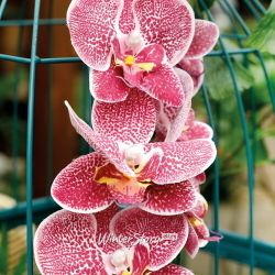 Kaemingk / Artificial flower Orchid Aphrodite 77 cm