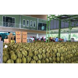 Durian (Fresh/Frozen)