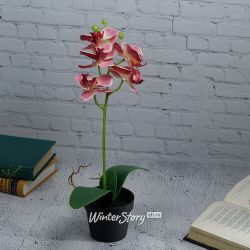 Kaemingk / Potted artificial orchid Dominica Pink 40 cm