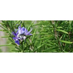 Hydrosol Rosemary