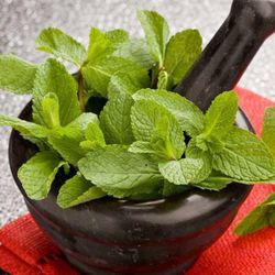 Mint Hydrolate